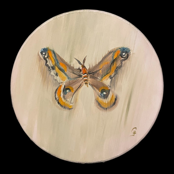 Eye Wing Moth