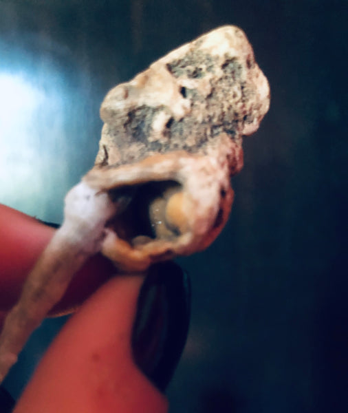 Chicken Foot Hagstone Pendulum (inside stone quartz custed)
